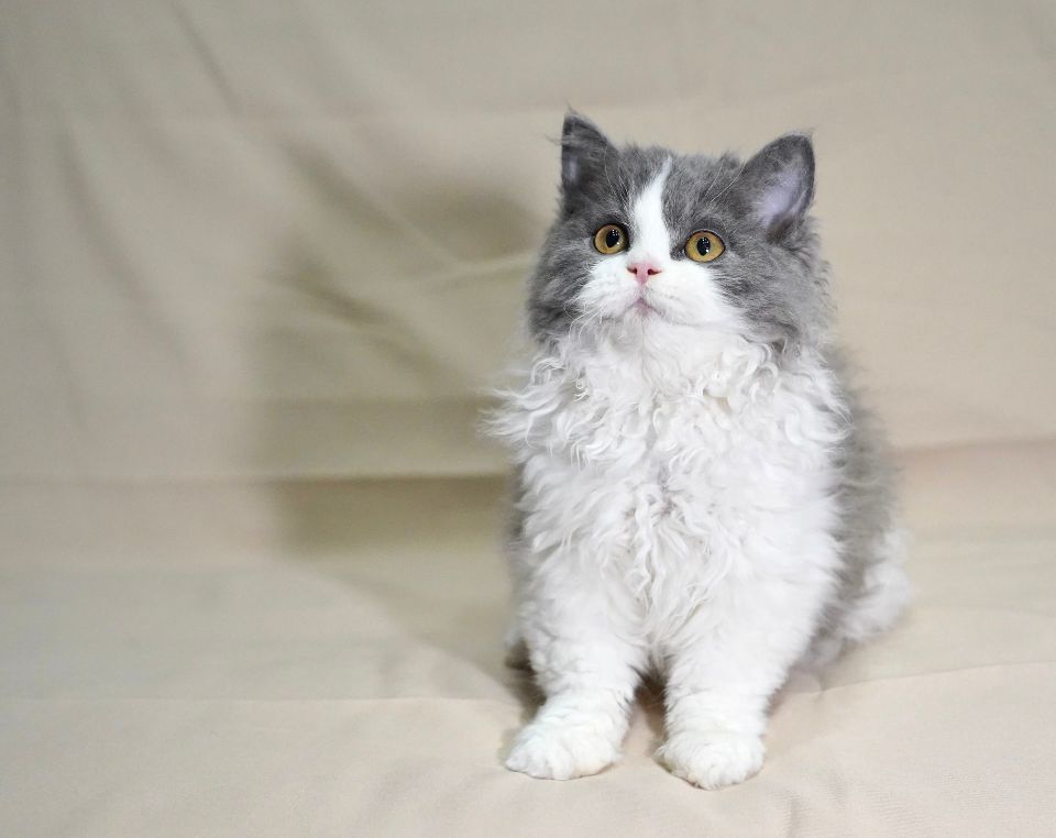 猫图片|宠物猫|猫咪|