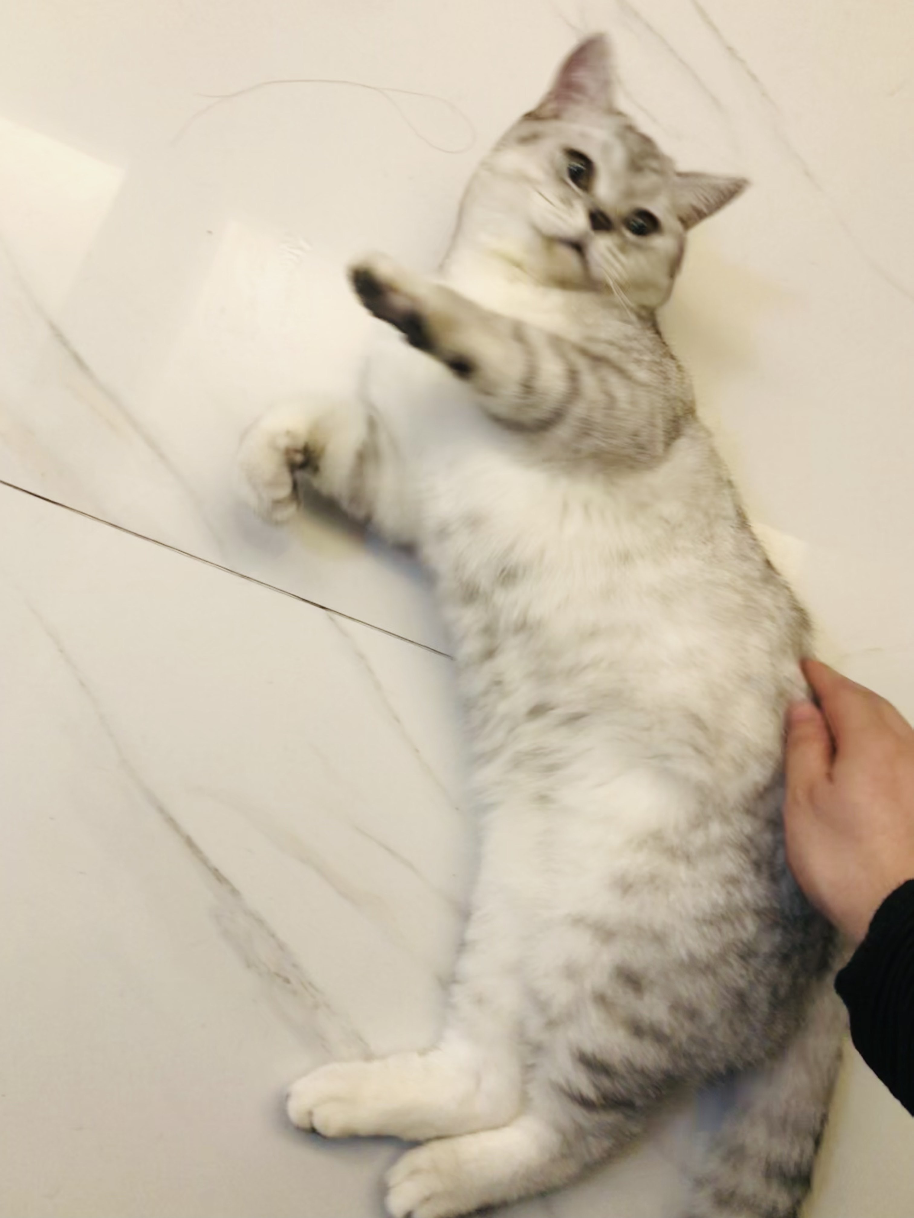 猫图片|宠物猫|猫咪|