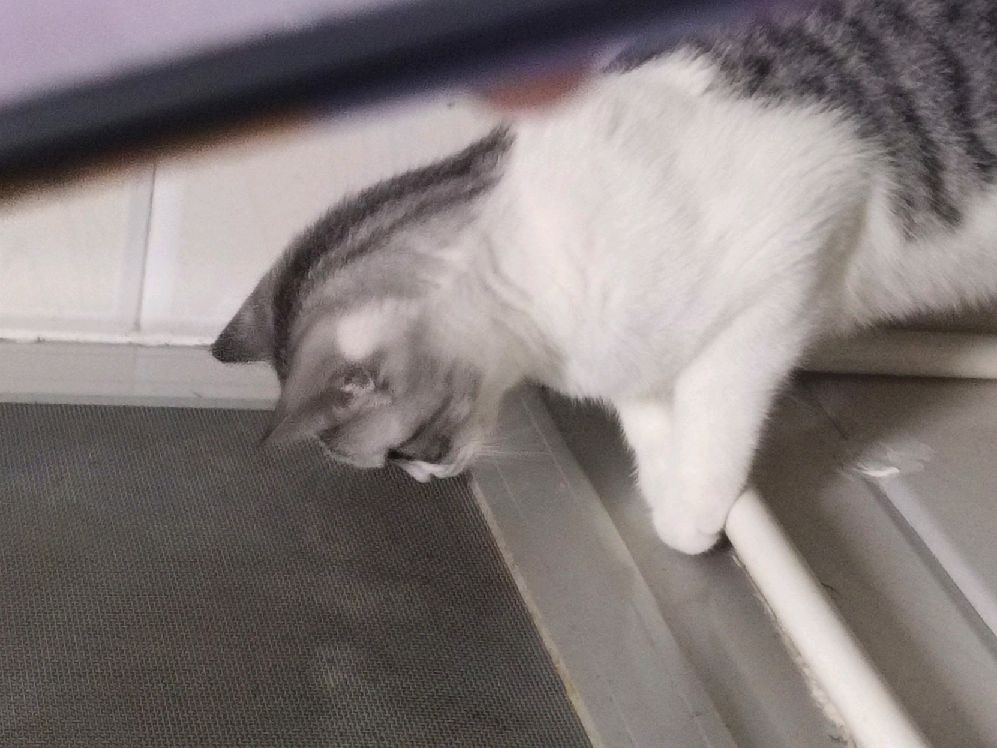 猫图片|宠物猫|猫咪|