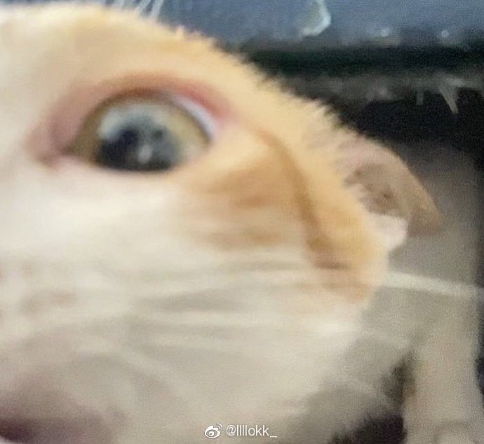 猫图片|宠物猫|猫咪|