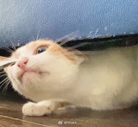 猫图片|宠物猫|猫咪|