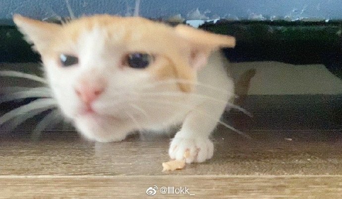 猫图片|宠物猫|猫咪|