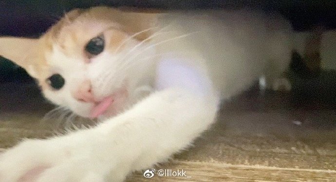 猫图片|宠物猫|猫咪|