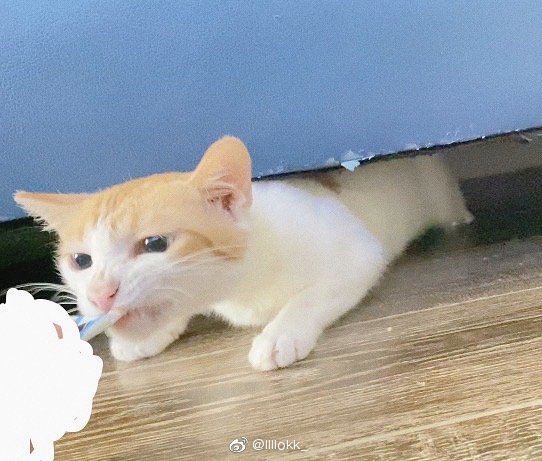 猫图片|宠物猫|猫咪|