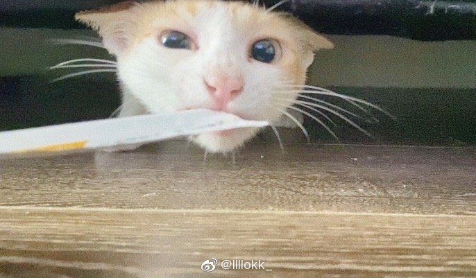 猫图片|宠物猫|猫咪|