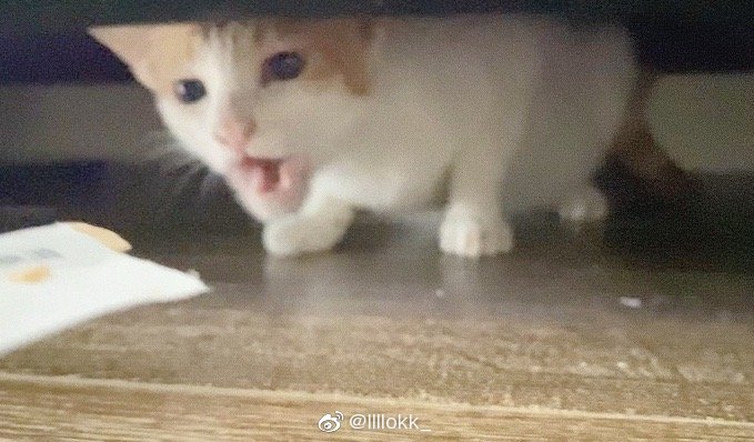 猫图片|宠物猫|猫咪|