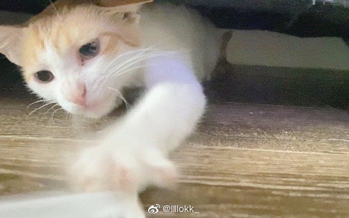 猫图片|宠物猫|猫咪|