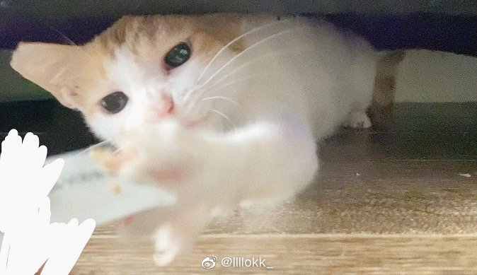 猫图片|宠物猫|猫咪|