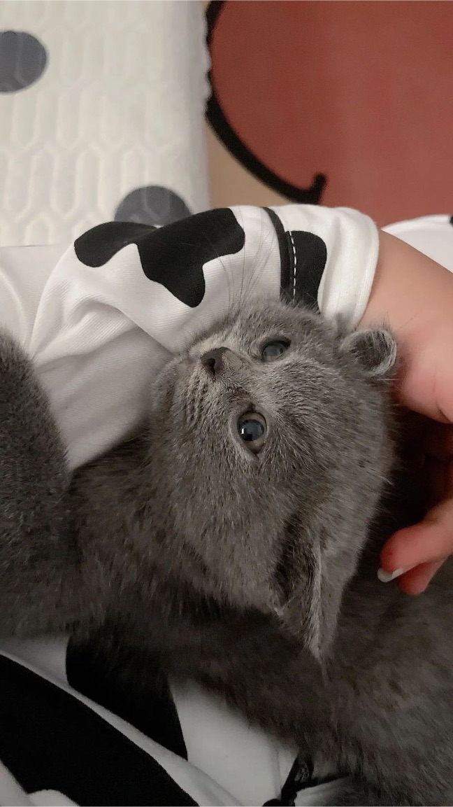 猫图片|宠物猫|猫咪|