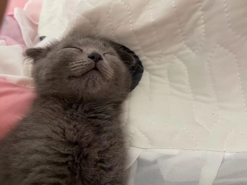 猫图片|宠物猫|猫咪|