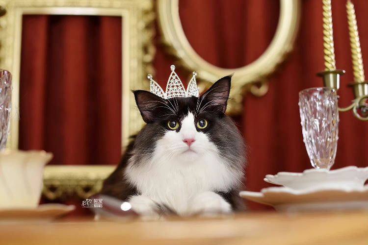 猫图片|宠物猫|猫咪|