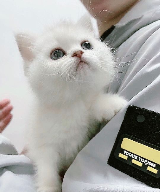 猫图片|宠物猫|猫咪|