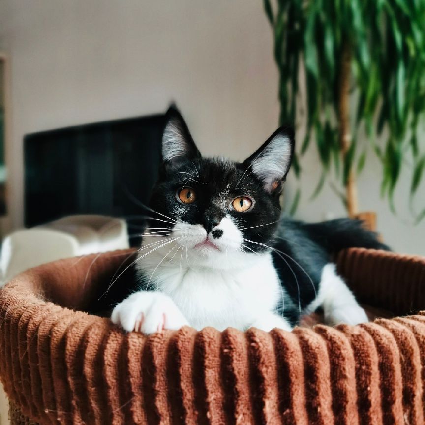 猫图片|宠物猫|猫咪|