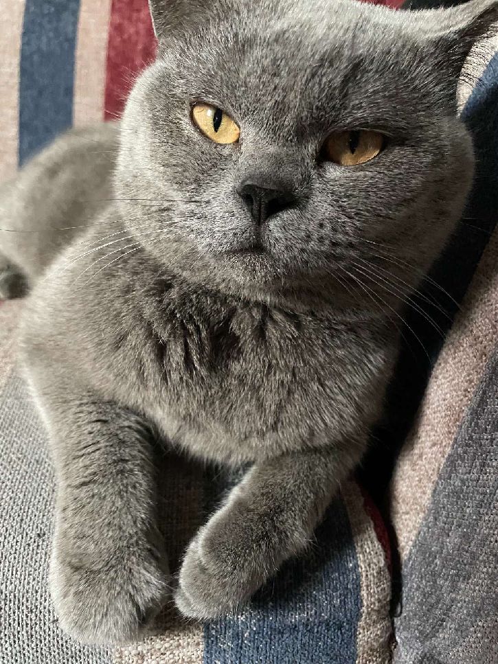 猫图片|宠物猫|猫咪|