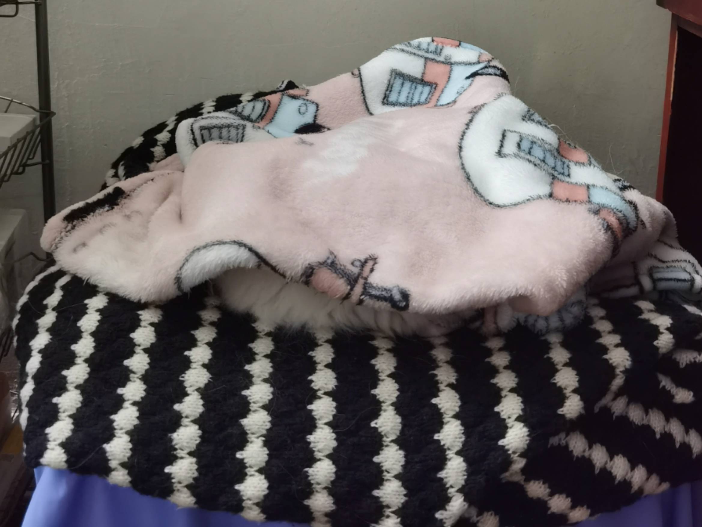 猫图片|宠物猫|猫咪|