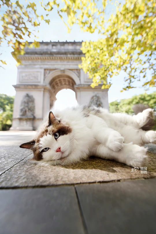 猫图片|宠物猫|猫咪|