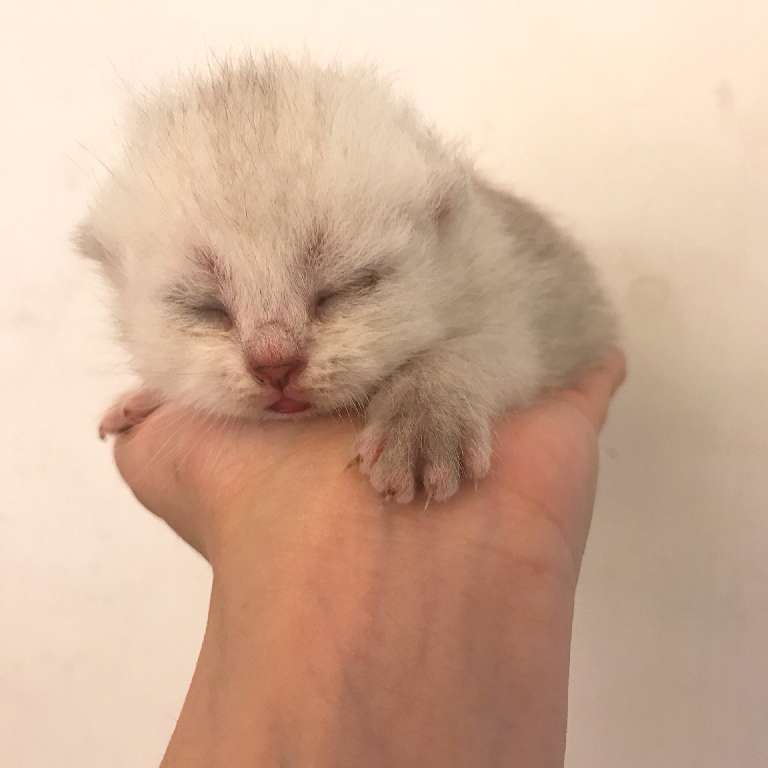 猫图片|宠物猫|猫咪|