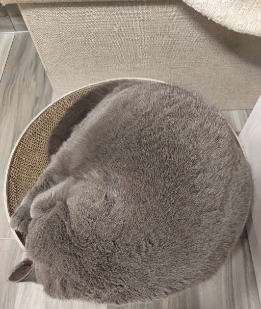 猫图片|宠物猫|猫咪|