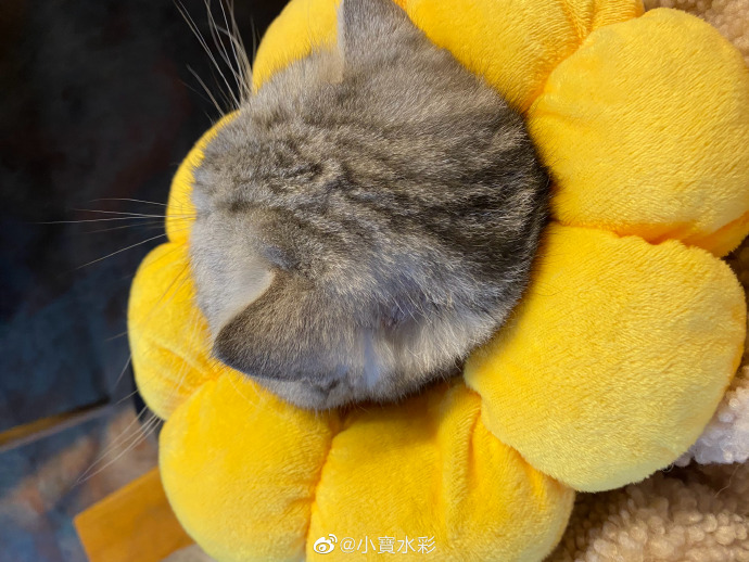 猫图片|宠物猫|猫咪|