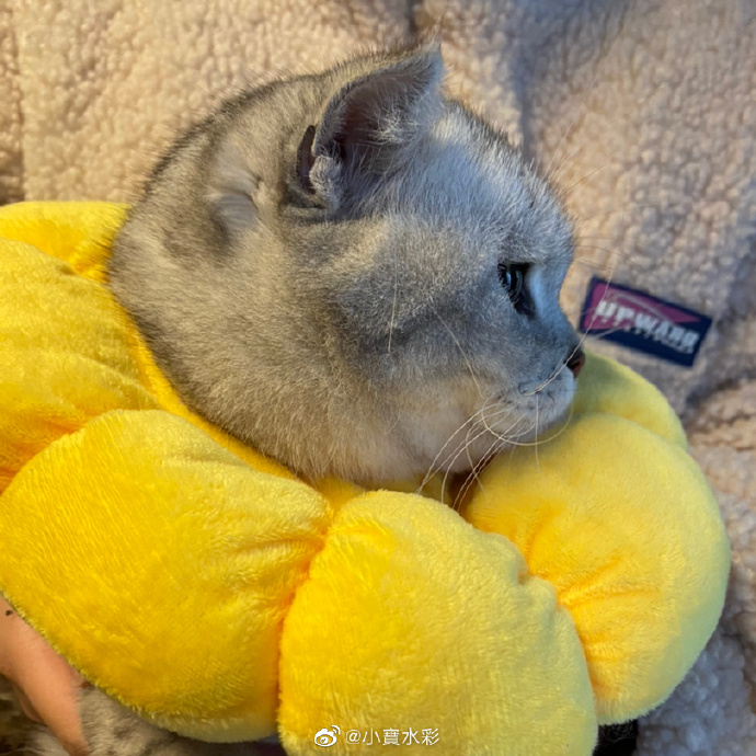 猫图片|宠物猫|猫咪|