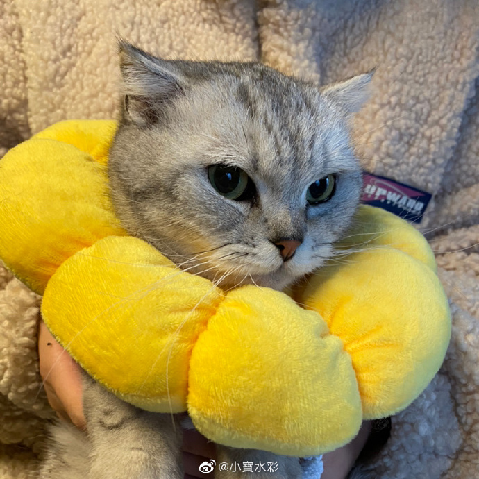 猫图片|宠物猫|猫咪|