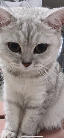 猫图片|宠物猫|猫咪|