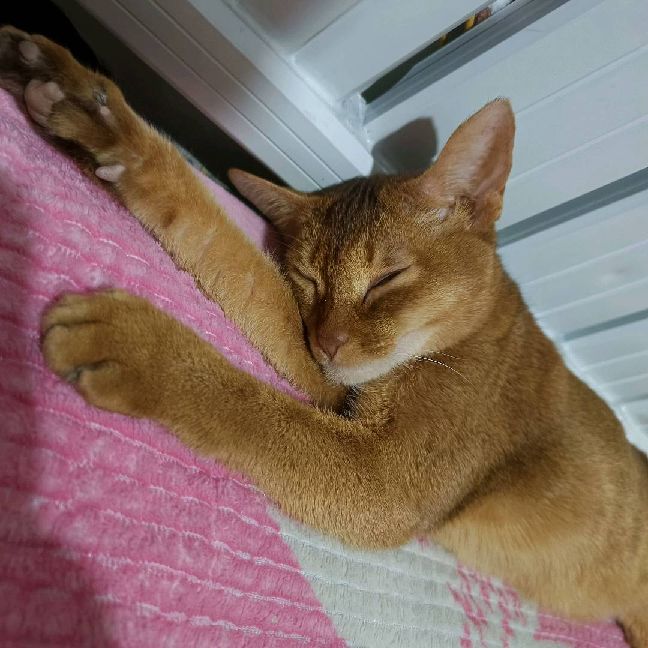 猫图片|宠物猫|猫咪|