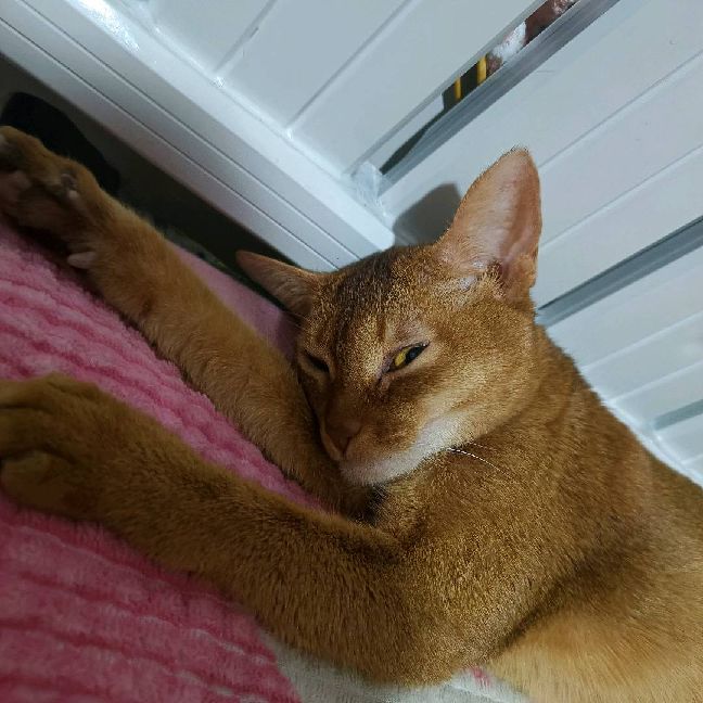 猫图片|宠物猫|猫咪|