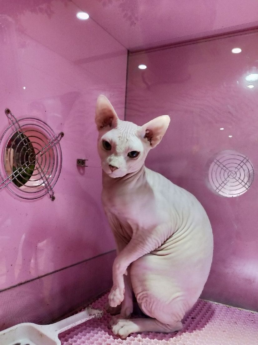 猫图片|宠物猫|猫咪|