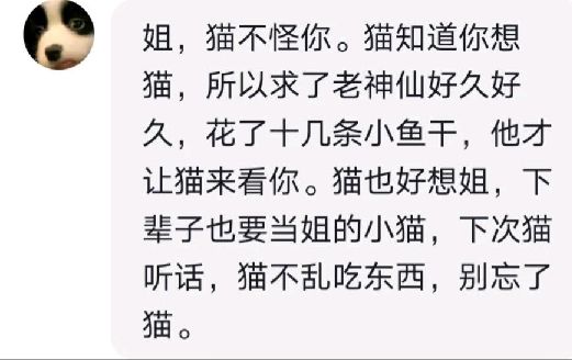 猫图片|宠物猫|猫咪|