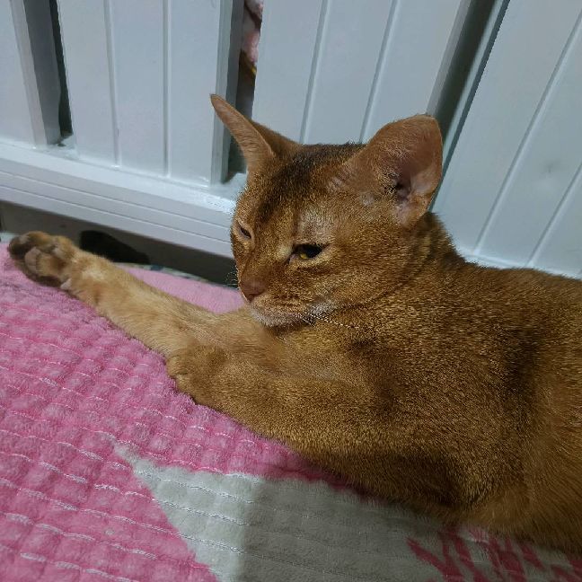 猫图片|宠物猫|猫咪|