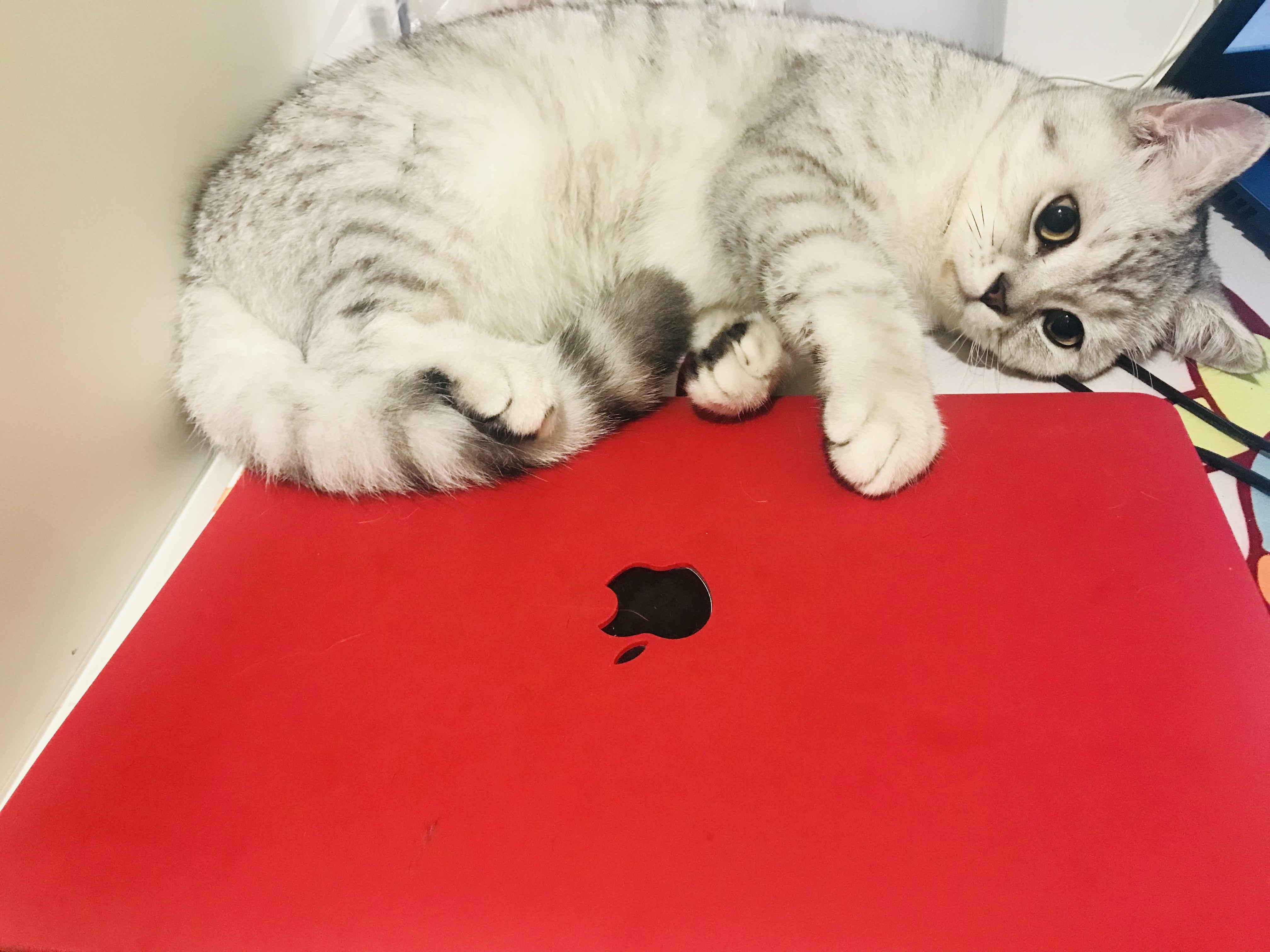 猫图片|宠物猫|猫咪|