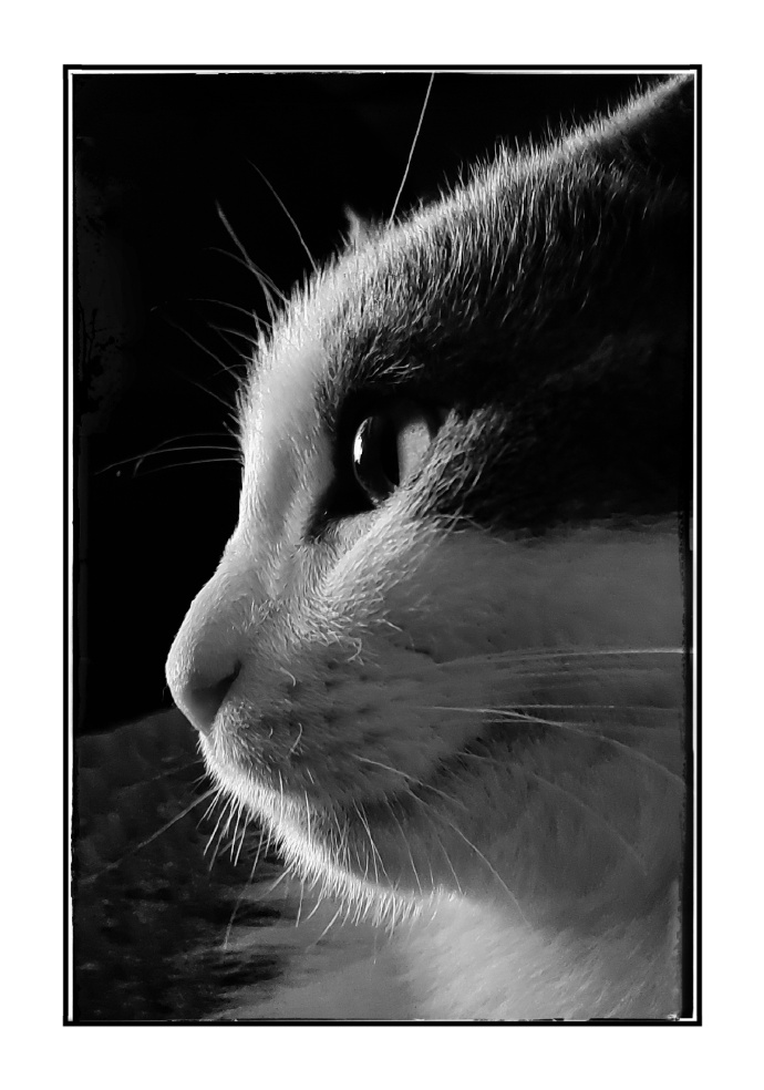 猫图片|宠物猫|猫咪|