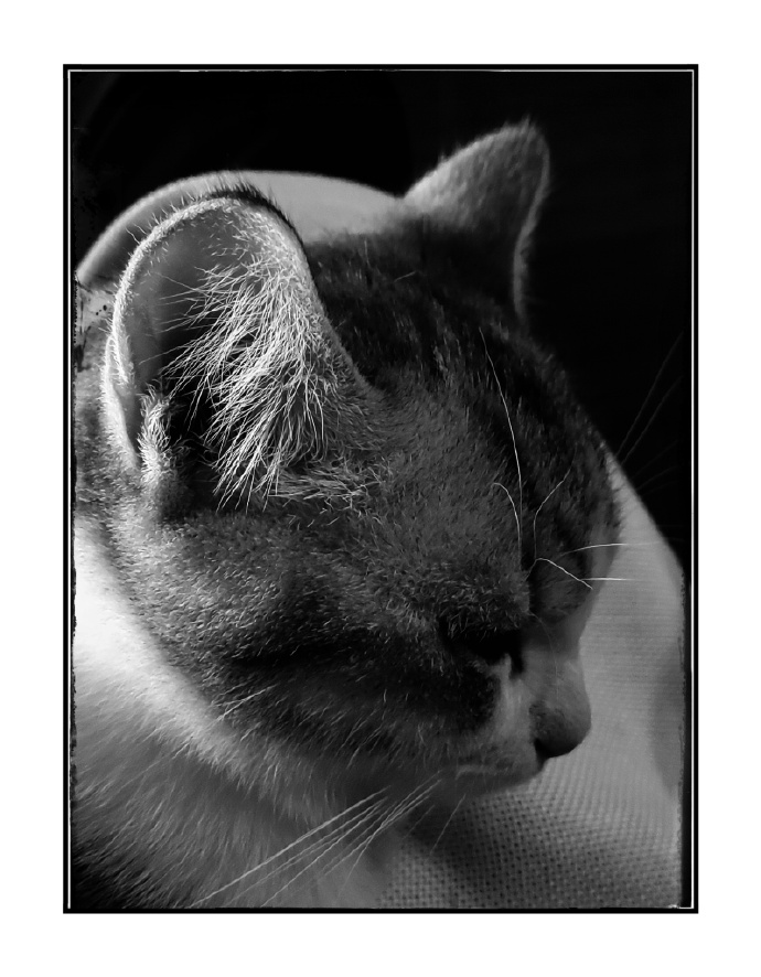 猫图片|宠物猫|猫咪|