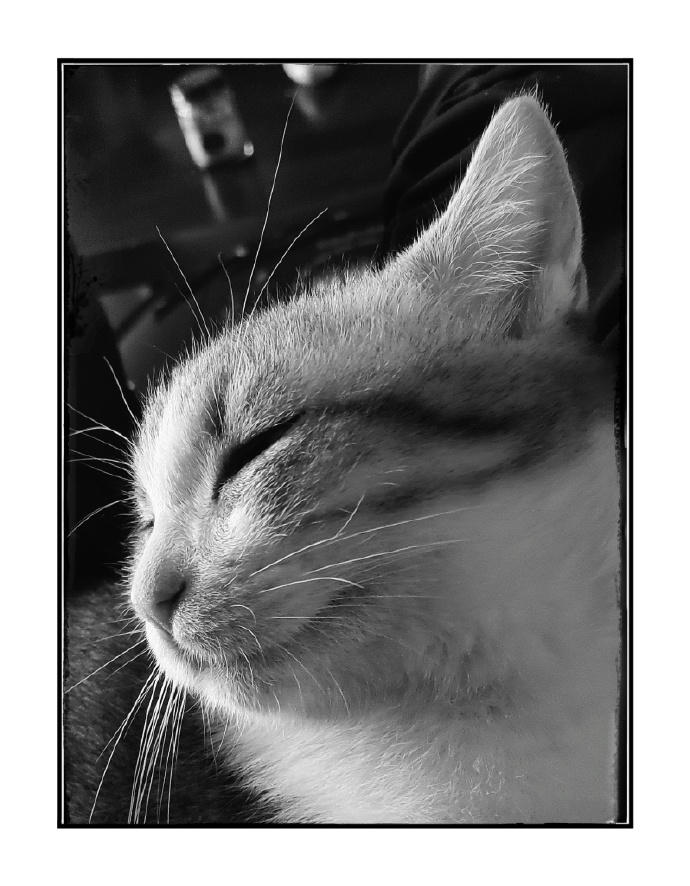 猫图片|宠物猫|猫咪|