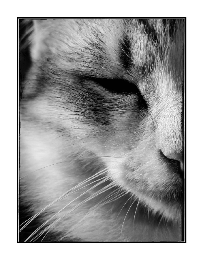 猫图片|宠物猫|猫咪|