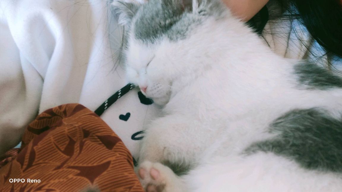 猫图片|宠物猫|猫咪|