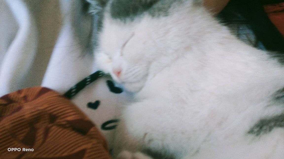 猫图片|宠物猫|猫咪|