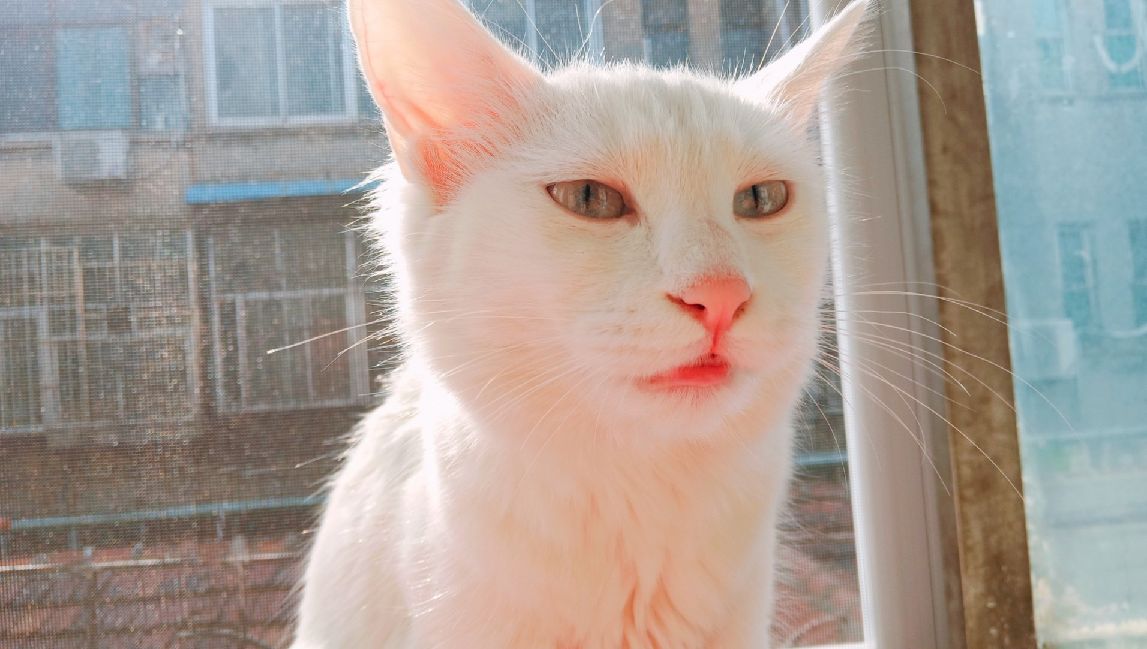 猫图片|宠物猫|猫咪|