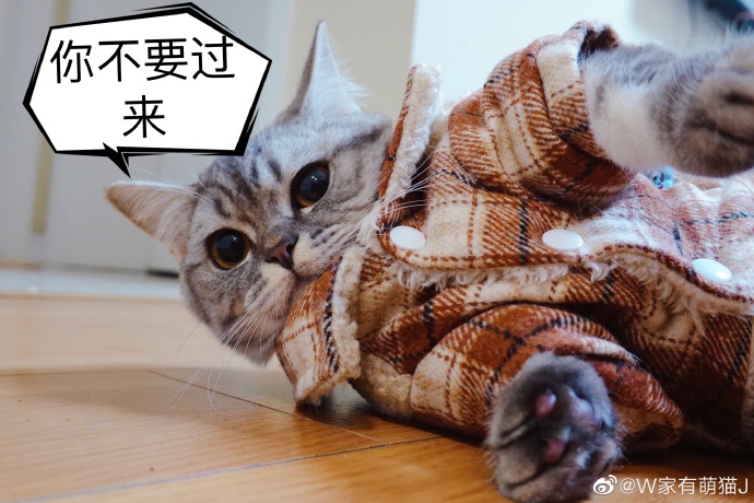 猫图片|宠物猫|猫咪|