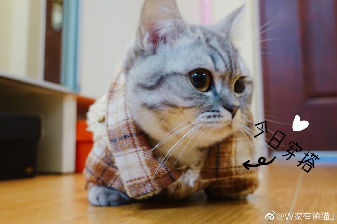 猫图片|宠物猫|猫咪|
