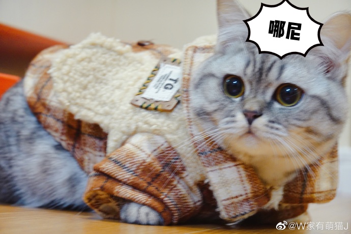 猫图片|宠物猫|猫咪|