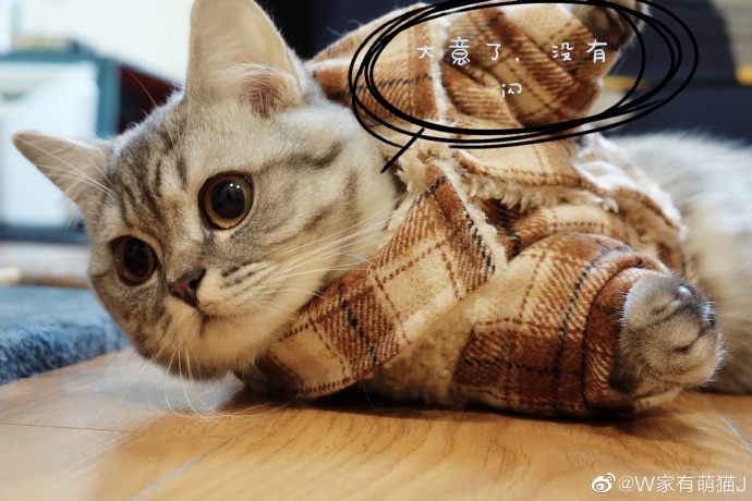 猫图片|宠物猫|猫咪|