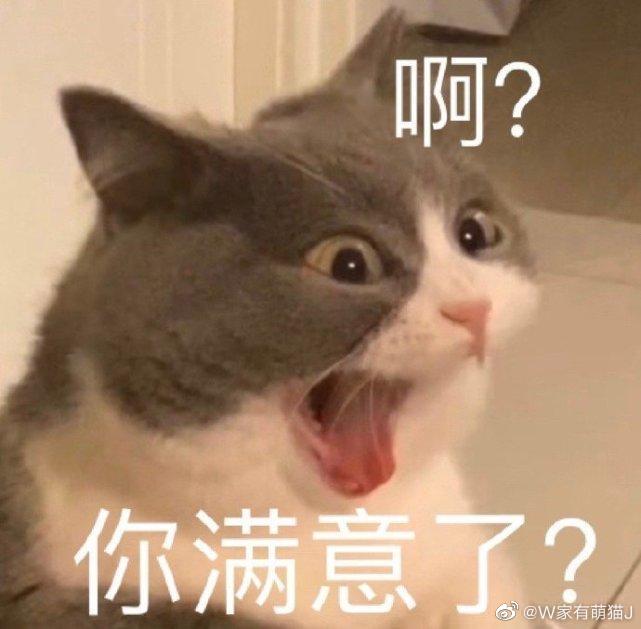猫图片|宠物猫|猫咪|