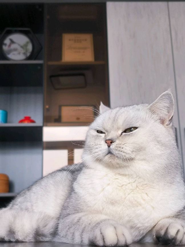 猫图片|宠物猫|猫咪|