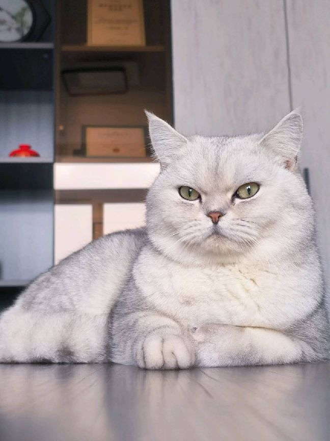 猫图片|宠物猫|猫咪|