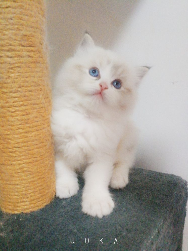 猫图片|宠物猫|猫咪|