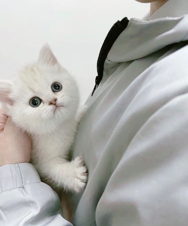 猫图片|宠物猫|猫咪|