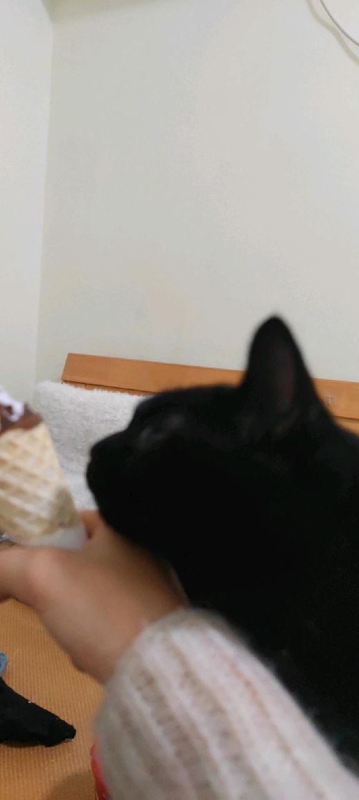 猫图片|宠物猫|猫咪|