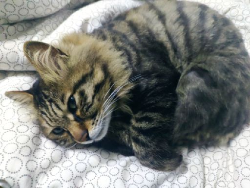 猫图片|宠物猫|猫咪|